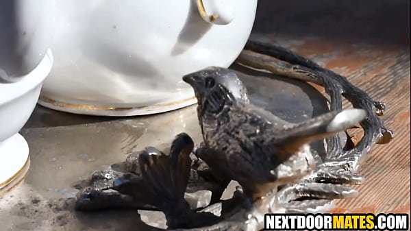 Gay housesitters having fun